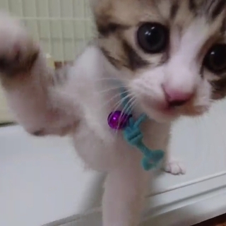 ミルクで育てたイケメン♪