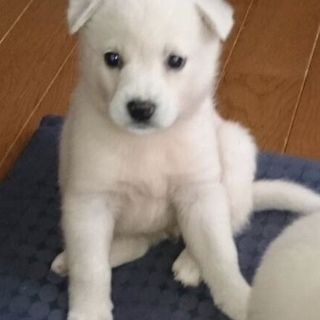 コロコロ弾む子犬の女の子てまりちゃん家族を募集中！