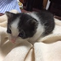 ♥️可愛い仔猫の里親募集中♥️