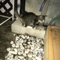 甘えん坊な子猫ちゃんです