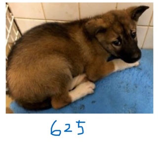 子犬達の命を助けて下さい。茶色くん。