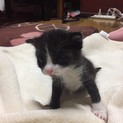 ♥️可愛い仔猫の里親募集中♥️