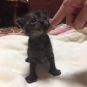 ♥️可愛い仔猫の里親募集中♥️