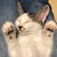 カブ