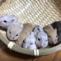 ジャンガリアンの赤ちゃん