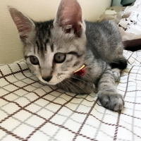 ノア