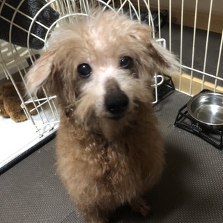 トイプードルの甘えん坊な女の子☆