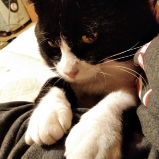 推定3歳の人懐っこい黒白の雄猫です。