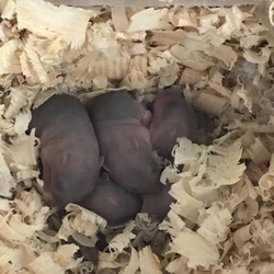 大きくなってきました！