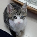 猫屋敷からの救出組