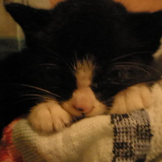 ☆至急里親さんを探しています！生後1ヶ月半位です。