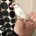 文鳥オスペア里親急募！