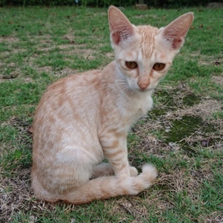 茶虎の女の子}【ΦωΦ】{地域猫の現場にて