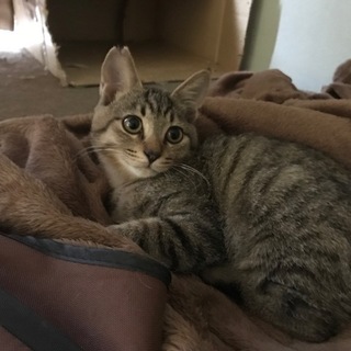 怖がりのキジトラ男の子