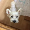 ウェスティ りんごちゃん/有難うございました！ サムネイル5
