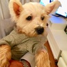 ウェスティ りんごちゃん/有難うございました！ サムネイル6