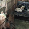 ウェスティ りんごちゃん/有難うございました！ サムネイル7
