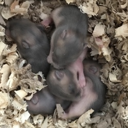 毛が生えて来た！