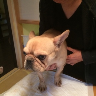 フレンチ・ブルドック