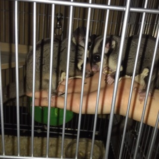 モモンガ モン吉