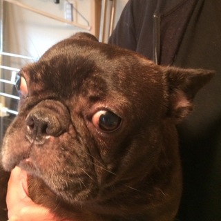 ブルドック・ブルドック