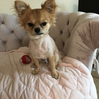 チワワの男の子(血統書付き)