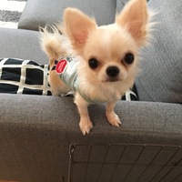 ぱん