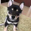 柴犬 3ヶ月 里親さん募集
