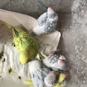 セキセイインコのヒナが生まれました