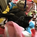 生後1カ月甘えん坊子猫さん里親募集お願いします！
