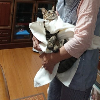 至急里親さんになって下さる方を探しています！