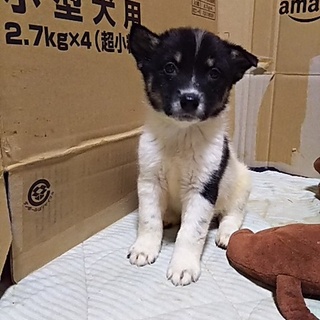 保健所救出犬！里親様緊急募集！！