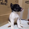 保健所救出犬！里親様緊急募集！！ サムネイル2