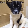 保健所救出犬！里親様緊急募集！！ サムネイル5