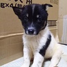 保健所救出犬！里親様緊急募集！！ サムネイル6
