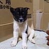 保健所救出犬！里親様緊急募集！！ サムネイル7