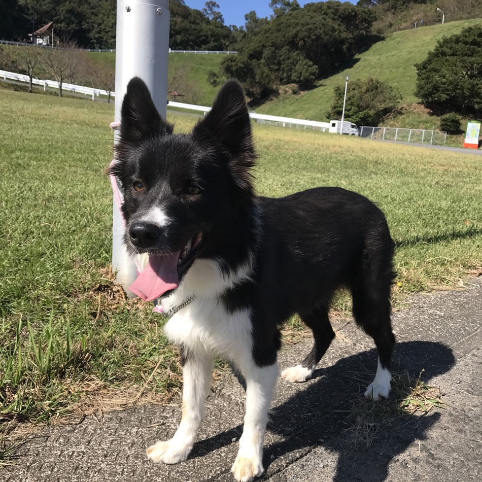 ラグのカバー写真