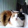 いくネコママ