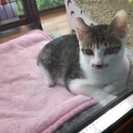 子猫の里親さん募集中