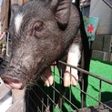 ミニ豚　３０年3月14日生まれ