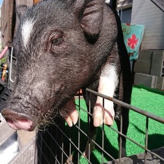 ミニ豚　３０年3月14日生まれ
