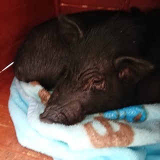 ミニ豚　２８年12月8日生