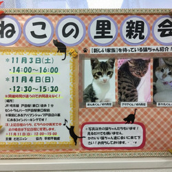第15回　とだニャン　猫里親会開催