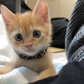 ♡ムギちゃんは素敵な家族がみつかりました♡