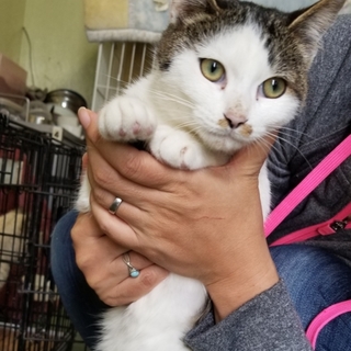 処分間近 可愛いキジシロくん 動画あり