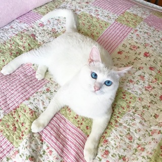 ブルーアイズの「あずき」ちゃん