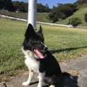ボーダーコリーの女の子里親募集中(^ ^)