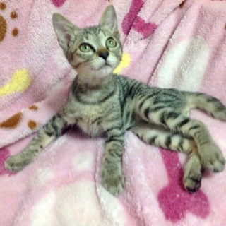 10/28後楽園★ルーカスくん★物怖じしない