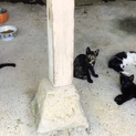 [緊急募集]子猫4匹の里親募集