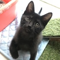【動画あり！】 犬っぽい(？)黒猫1号